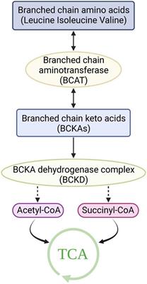 Aberrant branched-chain amino acid catabolism in cardiovascular diseases
